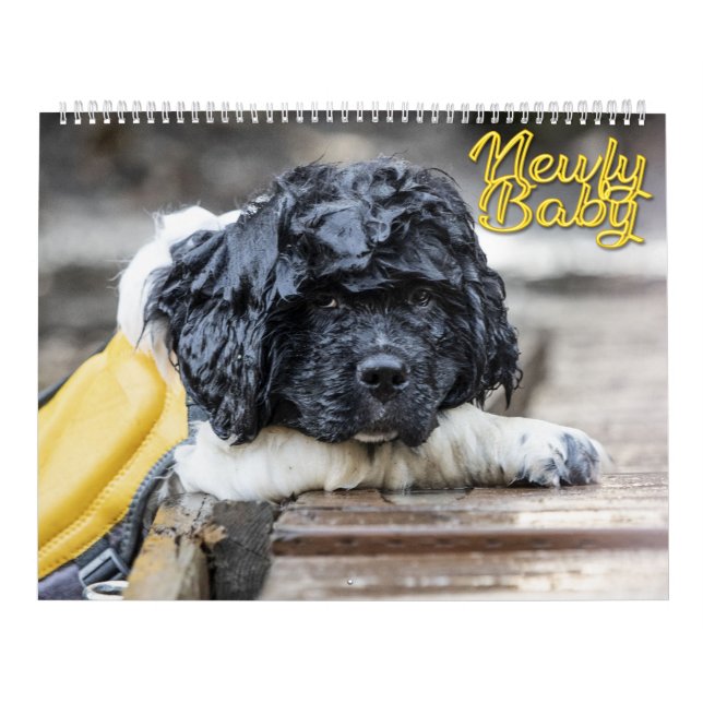 Newfy Baby Kalender (Titelbild)