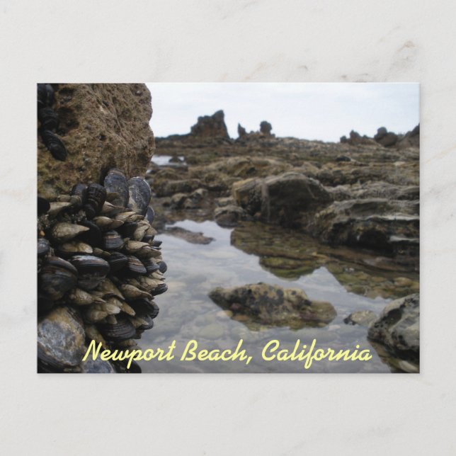 Newport Beach Muscles Postkarte (Vorderseite)