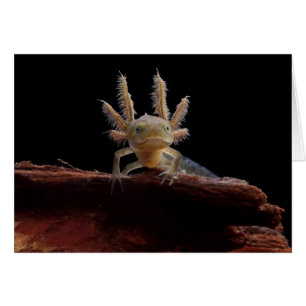 Newt larve mit Haube