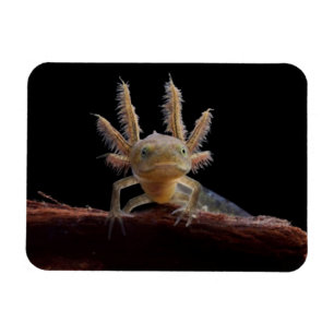 Newt larve mit Haube Magnet
