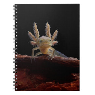 Newt larve mit Haube Notizblock