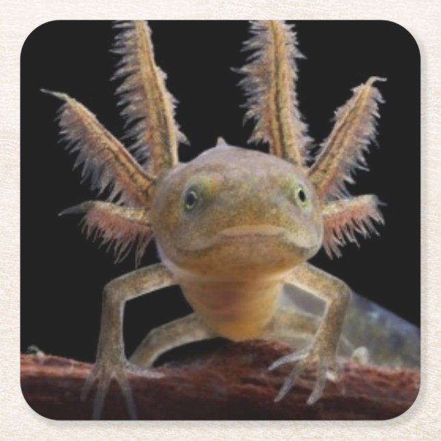 Newt larve mit Haube Rechteckiger Pappuntersetzer (Vorderseite)