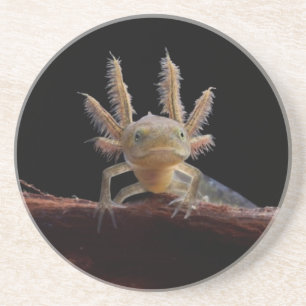 Newt larve mit Haube Sandstein Untersetzer