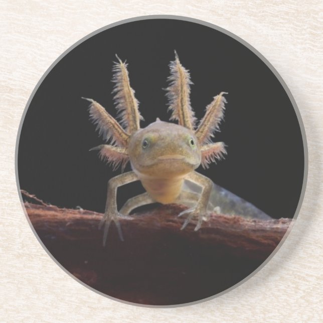 Newt larve mit Haube Sandstein Untersetzer (Vorne)