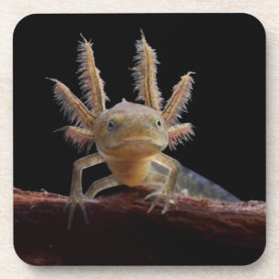 Newt larve mit Haube Untersetzer