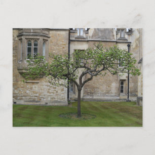 Newton Apple Tree, Cambridge, England Postkarte