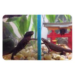 Newts, die heraus Magneten erreichen Magnet