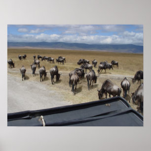 Ngorongoro Wildebeest Poster