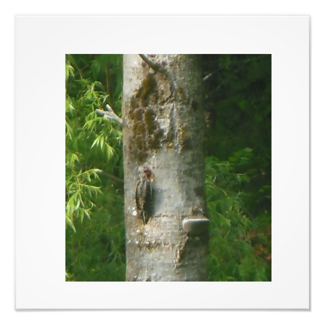 NH knorriger Baum Fotodruck (Vorne)