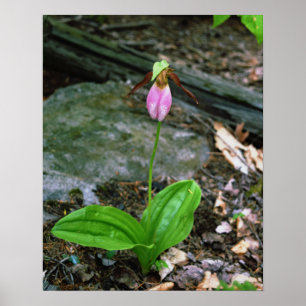 NH rosa Frauenschuh (Cypridedium Acaule) 16x20 Poster