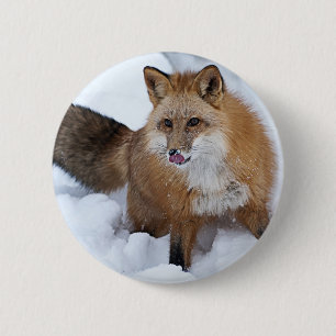 Ni roten Fox der Schnee Button