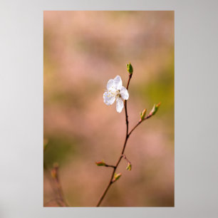 Nice japanische Apricot-Blume Poster