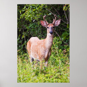 Nice Lächeln Poster