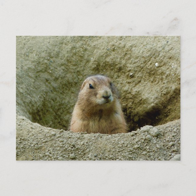 Nice Little Marmot Postkarte (Vorderseite)