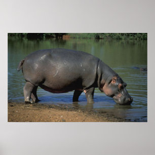 Nice Long Drink Hippopotamus Portrait Poster