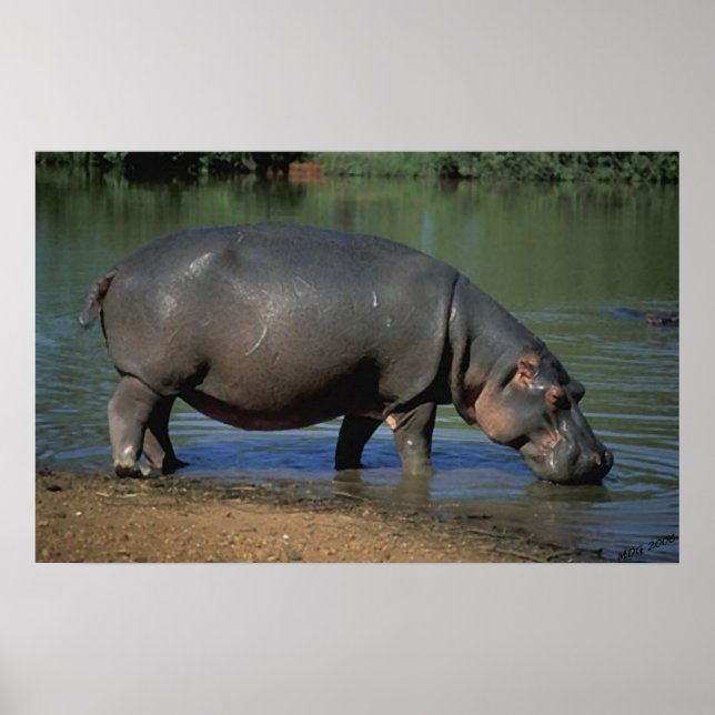 Nice Long Drink Hippopotamus Portrait Poster (Vorne)