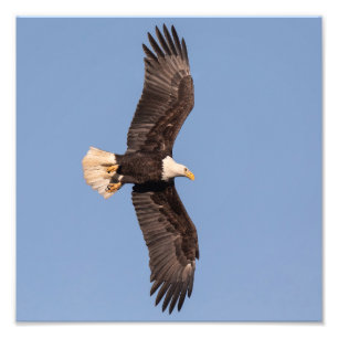 Nicely Lit Bald Eagle Fotodruck