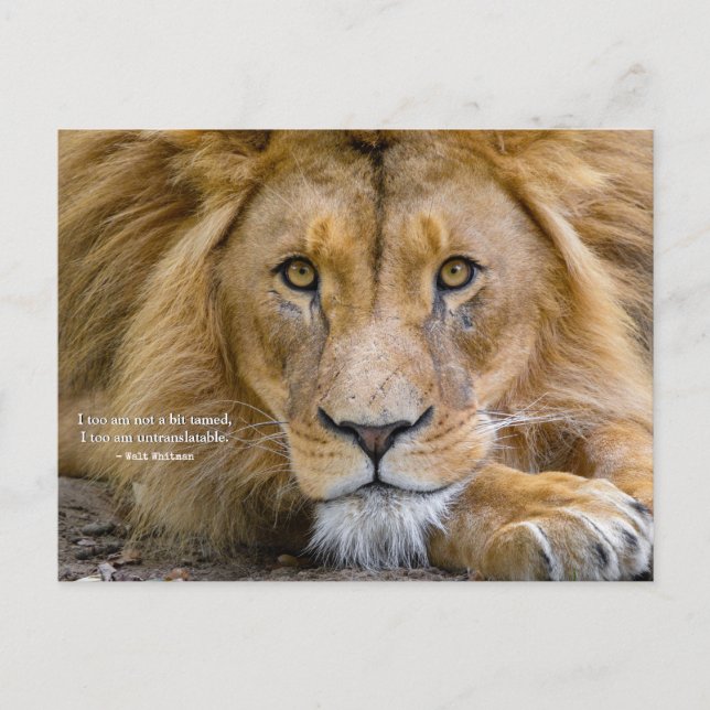 Nicht ein bisschen gezähmt - Motivierend Zitat + I Postkarte (Vorderseite)