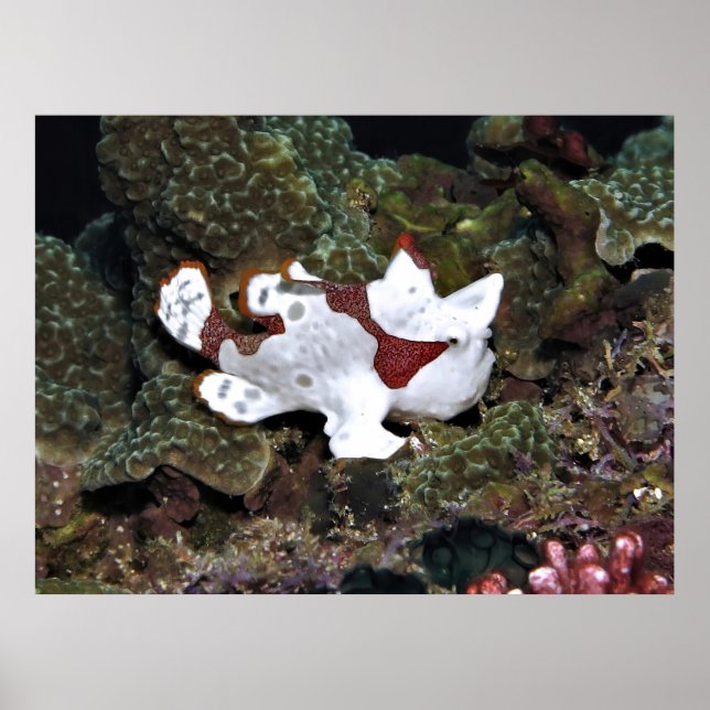 Nicht gut versteckter Froschfisch Poster (Vorne)