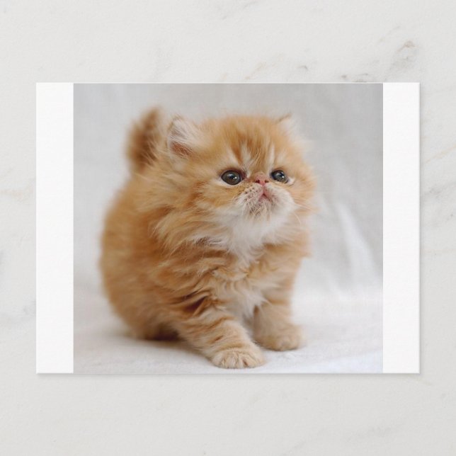 Nicht ich! Feisty Orange Persian Kitten Postkarte (Vorderseite)