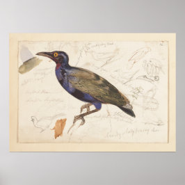 [nicht identifizierte Starling]. 1835 , Lear, Edwa Poster