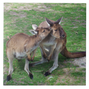 Nicht jetzt Skippy Fliese