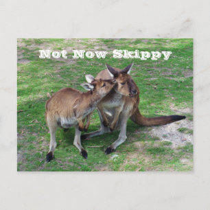 Nicht jetzt Skippy Postkarte