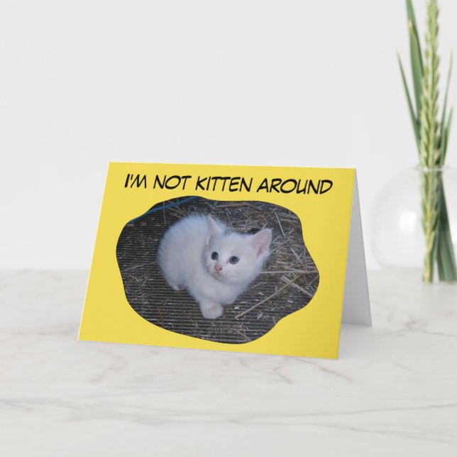 Nicht Kätzchen herum Karte (Vorderseite)