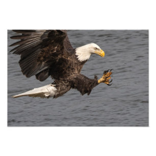 Nicht mit einem Bald-Adler durcheinander bringen Fotodruck