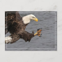 Nicht mit einem Bald-Adler durcheinander bringen
