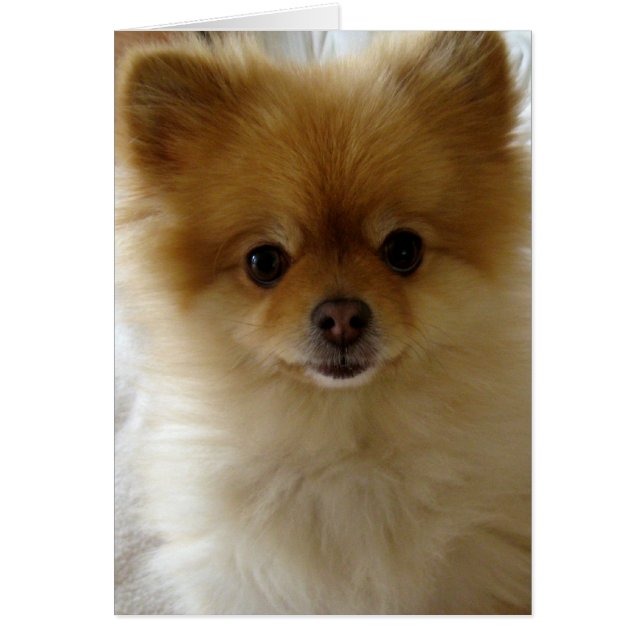 Nicht nur Welpen-Liebe (Vorne)