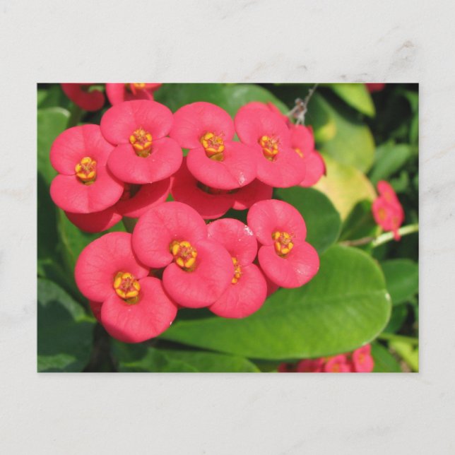 Nicht sicher, welche Blume das ist Postkarte (Vorderseite)