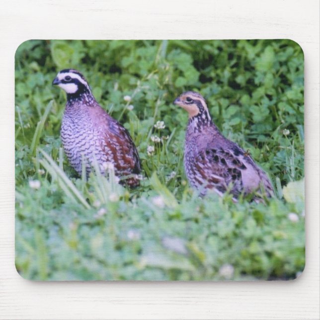 Nicht virginische Wachteln Mousepad (Vorne)