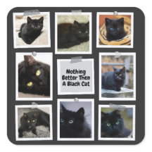 Nichts Besseres als eine schwarze Katze