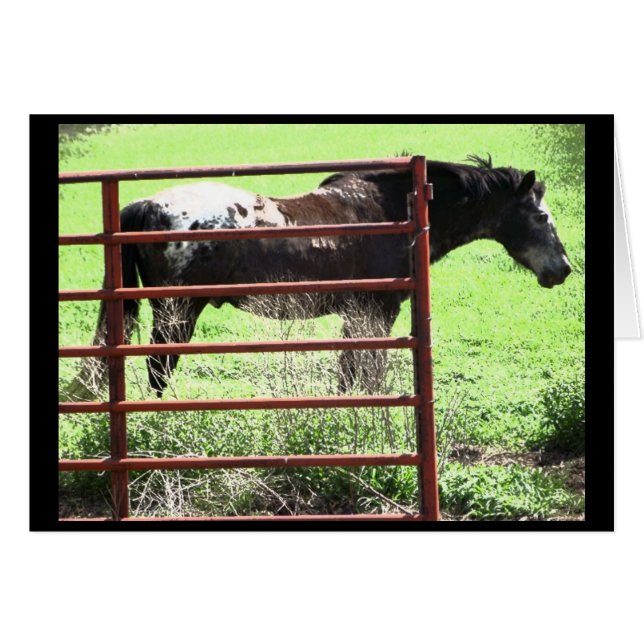 "Nick" Appaloosa Pferd (Vorderseite (Horizontal))