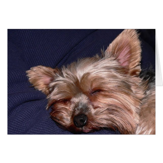 Nickerchen (Vorderseite (Horizontal))