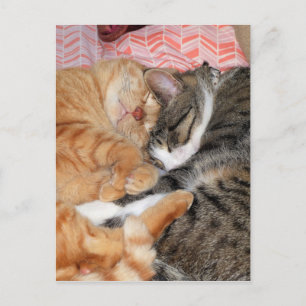 Nickerchen Buddies Postkarte
