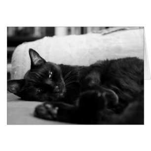 Nickerchen machende Katze