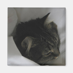 Nickerchen machender Katzen-Magnet Magnet