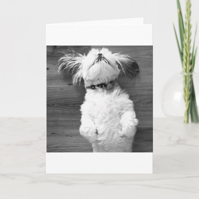 Nickerchen Shih Tzu Karte (Vorderseite)