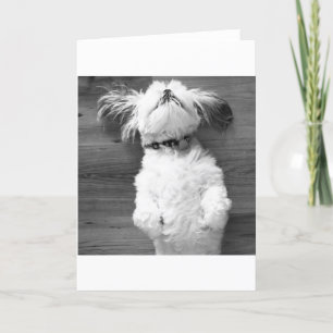Nickerchen Shih Tzu Karte