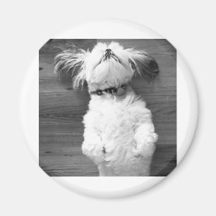 Nickerchen Shih Tzu Magnet