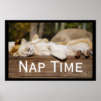 Nickerchen Time Lion Cubs Südafrika
