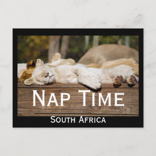 Nickerchen Time Lion Cubs Südafrika Postkarte