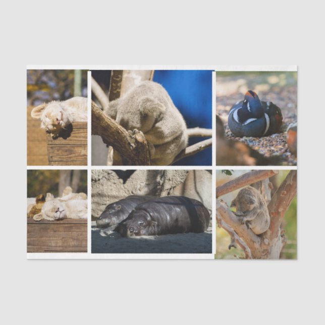 Nickerchen Time Sleeping Animes Koala Decoupage Fo Seidenpapier (Vorderseite)