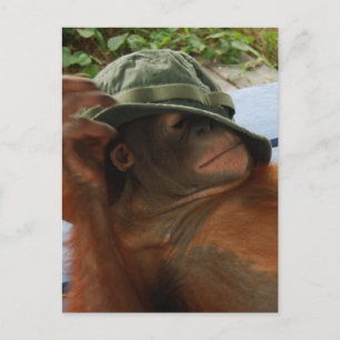 Nickerchen von Tieren Postkarte