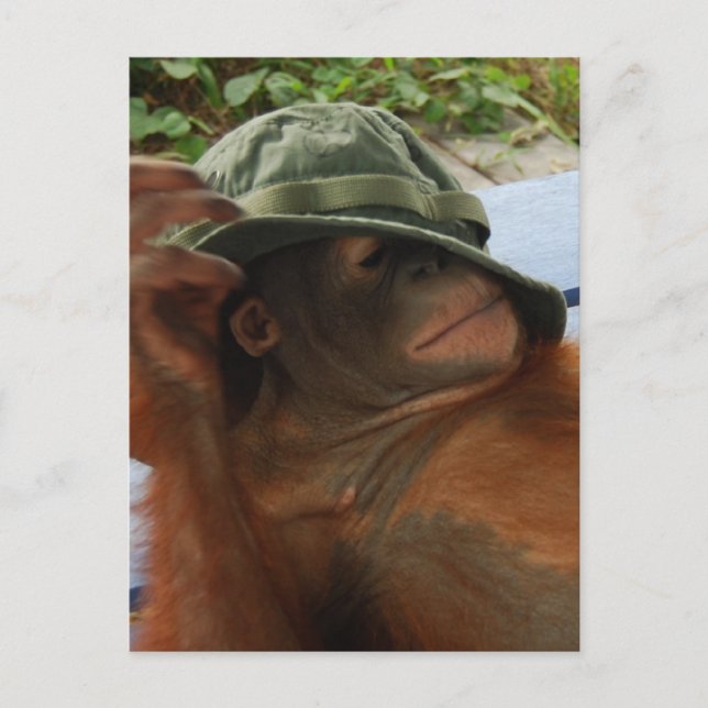 Nickerchen von Tieren Postkarte (Vorderseite)