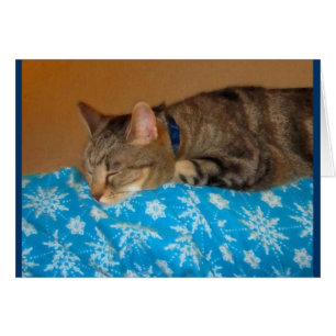 Nickerchen-Zeit für Indizierungen