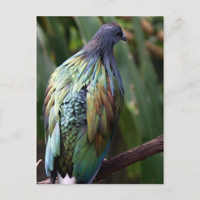 Nicobar Pigeon Bird Postcard Postkarte (Vorderseite)