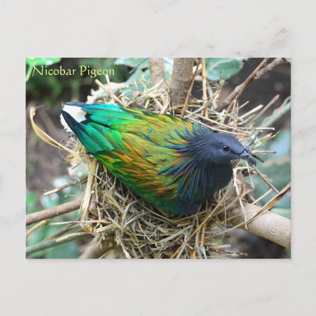 Nicobar Pigeon on Nest Wildlife Series # 21 Postkarte (Vorderseite)